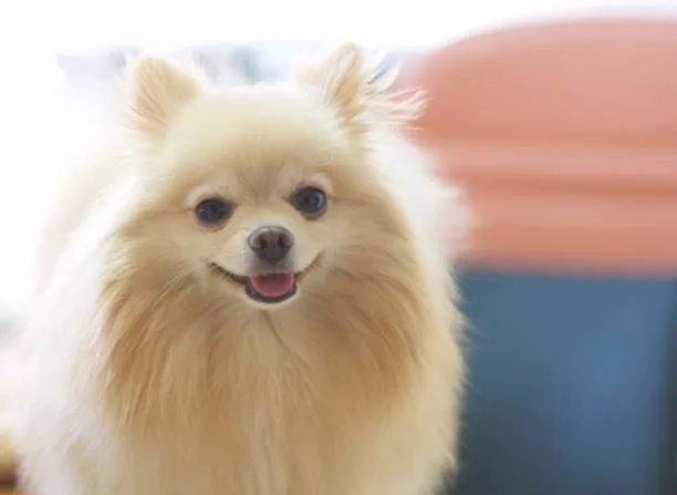 pomeranian chihuahua papillon mix Chill Colorful