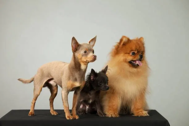  pomeranian chihuahua papillon mix Adaptability to Living Spaces