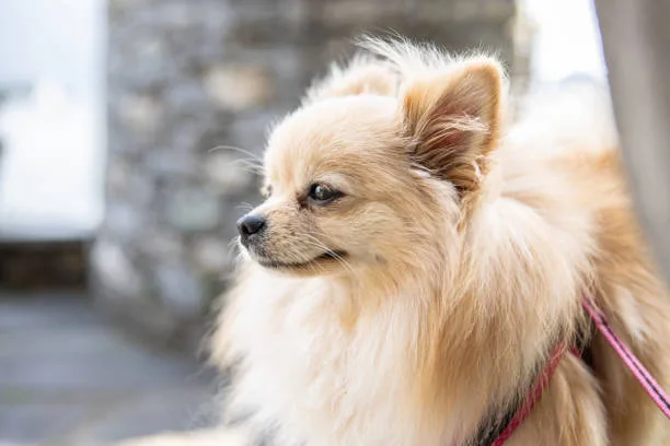 pomeranian chihuahua papillon mix Satisfy Exquisite