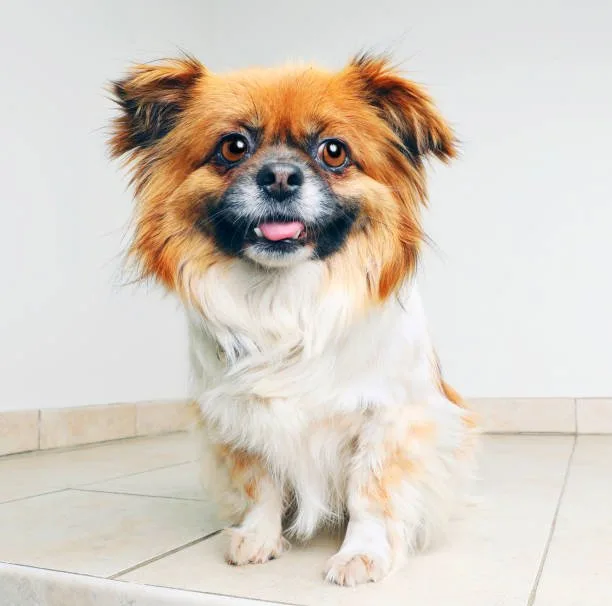  pomeranian chihuahua papillon mix Designer Dog Dynamics