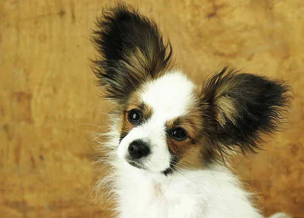  pomeranian chihuahua papillon mix Training and Exercise Needs
