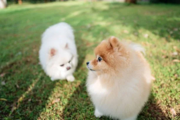 Pomeranian chihuahua poodle mix Pomchi-Poo and Tri-Hybrid Dog Nutrition