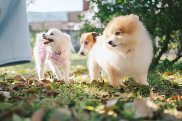 Pomeranian chihuahua poodle mix Training and Socialization