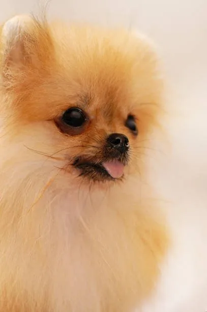 Pomeranian chihuahua poodle mix Hybrid Vigor and Designer Dog Health Concerns