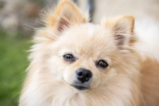  pomeranian chihuahua poodle mix Mix Delicious