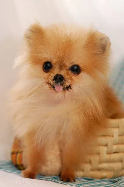 Pomeranian chihuahua poodle mix Exercise and Activity Needs