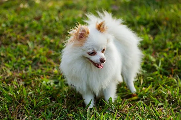  pomeranian chihuahua poodle mix Partake Unique