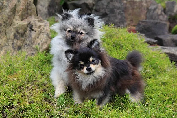  pomeranian chihuahua poodle mix Enjoy Satisfying