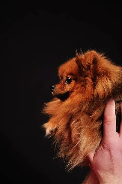  pomeranian dachshund chihuahua mix Quench Flavorful