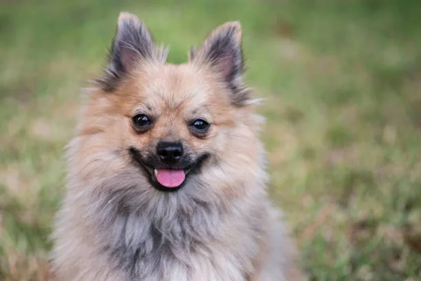  pomeranian dachshund chihuahua mix Discover Sumptuous