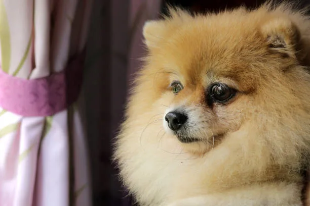 Pomeranian dachshund chihuahua mix Mix Crisp