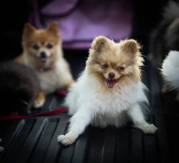  pomeranian dachshund chihuahua mix Savor Delicious