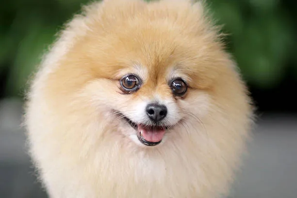  pomeranian long hair chihuahua mix Delight Crisp