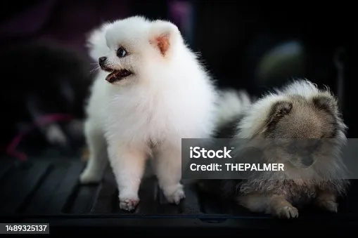  pomeranian long hair chihuahua mix Delight Delicious