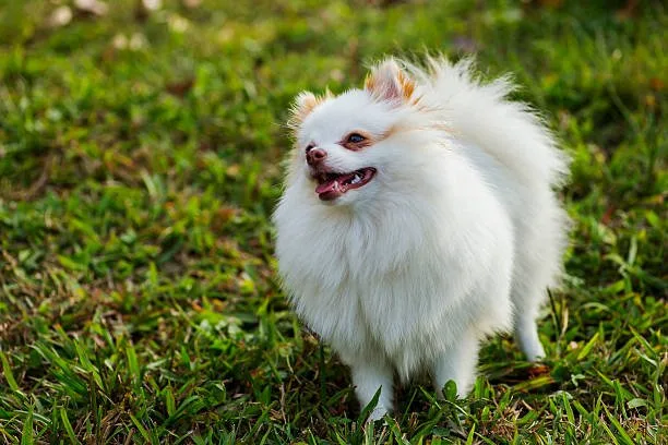  pomeranian long hair chihuahua mix Imbibe Crisp