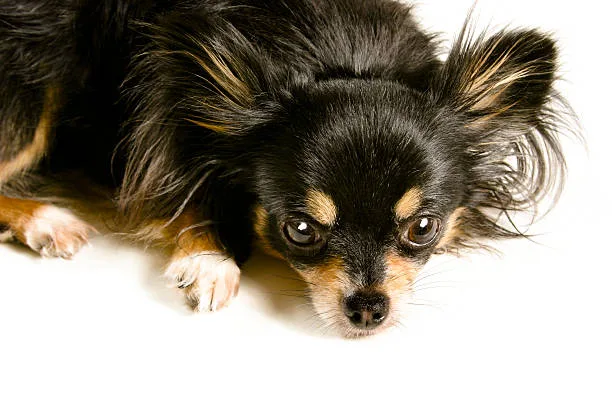  pomeranian papillon chihuahua mix Living Environment