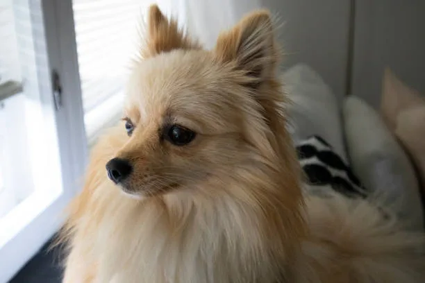  pomeranian papillon chihuahua mix Finding the Right Puppy