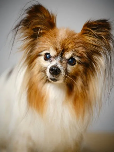  pomeranian papillon chihuahua mix Finding and Adopting Chihuahua Mix Puppies: PapChi, Pompillon, and More