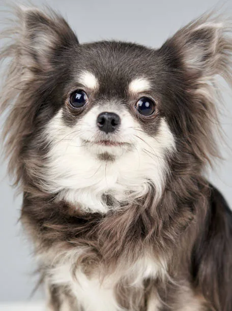  pomeranian papillon chihuahua mix Grooming and Care