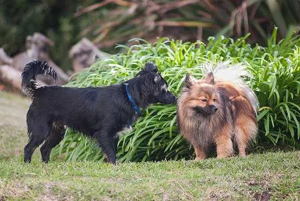  pomeranian papillon chihuahua mix Training and Socialization
