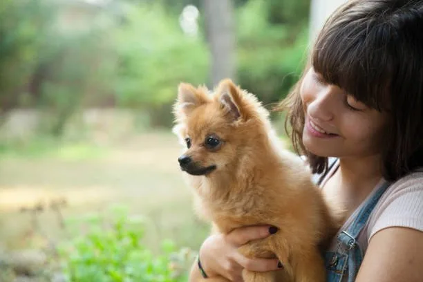  pomeranian poodle chihuahua mix Health and Longevity