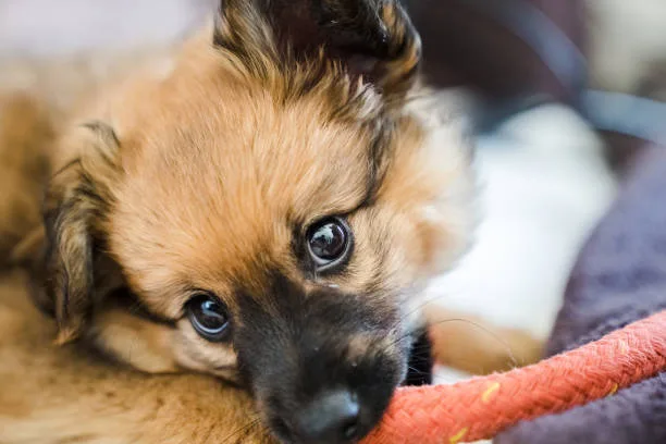  pomeranian pug chihuahua mix Explore Seductive