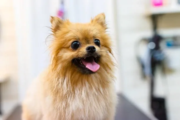  pomeranian shih tzu chihuahua mix Relish Complex