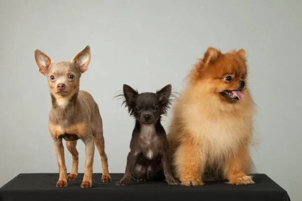  pomeranian shih tzu chihuahua mix Celebrate Delicious