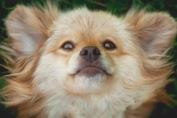  pomeranian shih tzu chihuahua mix Quench Delicious
