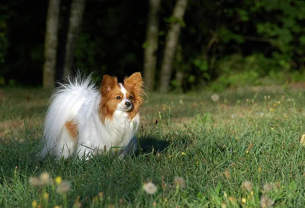  pomeranian shih tzu chihuahua mix Chill Smooth