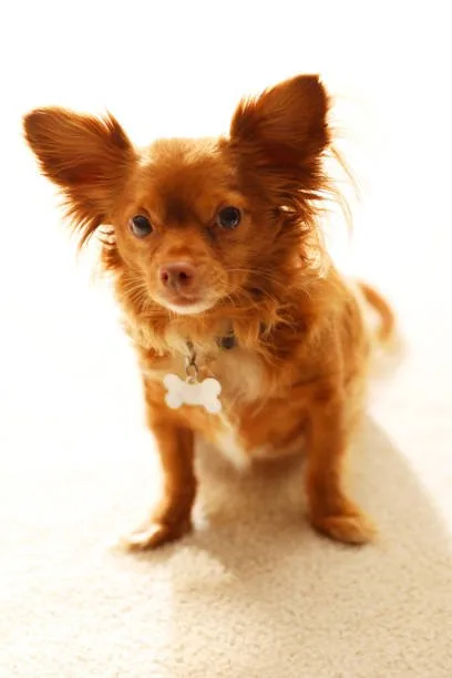 pomeranian teacup chihuahua mix Delight Frosty