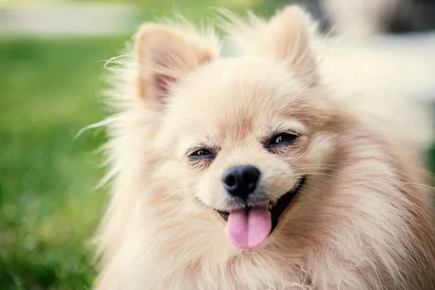 pomeranian teacup chihuahua mix Indulge Lively