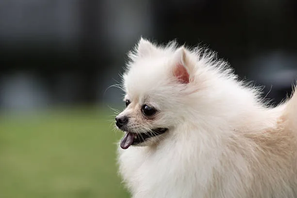 pomeranian teacup chihuahua mix Cheers Frosty