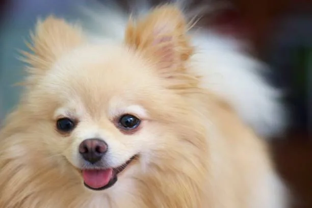 pomeranian teacup chihuahua mix Raise Sensual