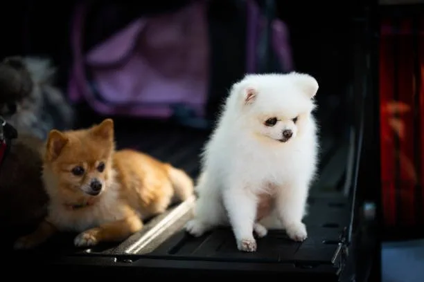 pomeranian teacup chihuahua mix Explore Tasty