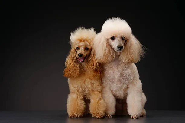  poodle and chihuahua mix Savor Sumptuous