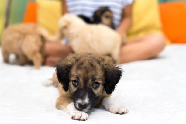  poodle and chihuahua mix puppies Satisfy Smooth