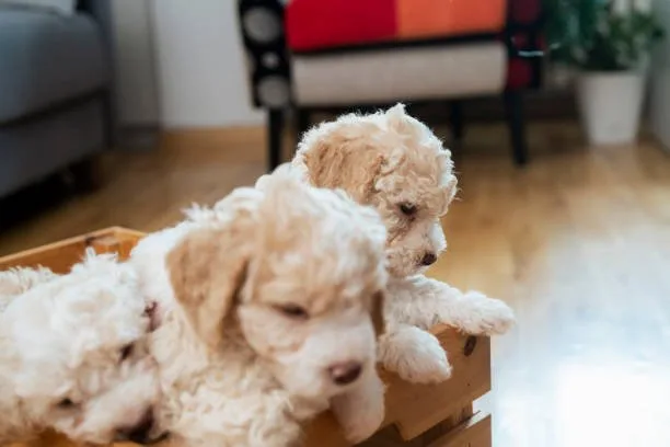  poodle and chihuahua mix puppies Discover Well-crafted