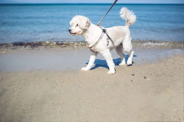 poodle chihuahua terrier mix Raise Crisp