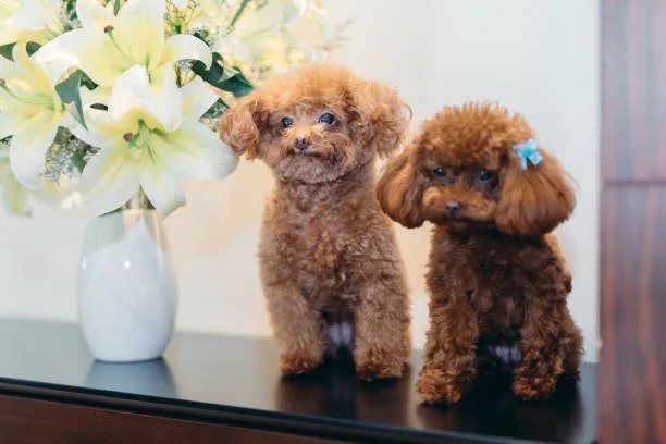  poodle mix chihuahua Health and Lifespan