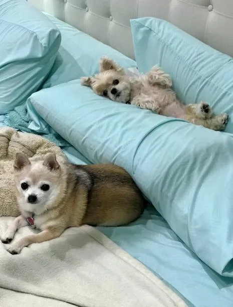  poodle mix with chihuahua Raise Frosty
