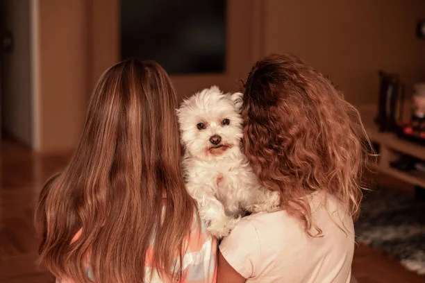  poodle mixed chihuahua Imbibe Balancing