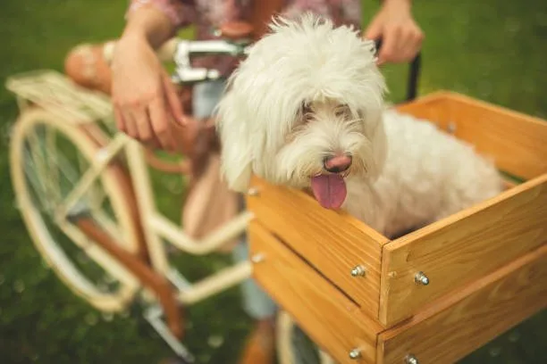  poodle mixed with chihuahua puppies Dietary Needs