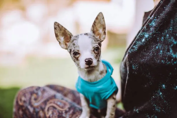  poodle mixed with chihuahua puppies Training and Exercise Needs