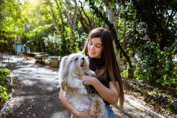 Poodle mixed with chihuahua Diet and Nutrition