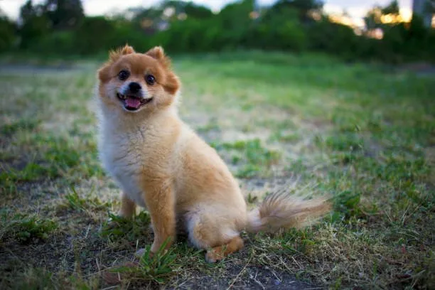  poodle pomeranian chihuahua mix Explore Well-crafted