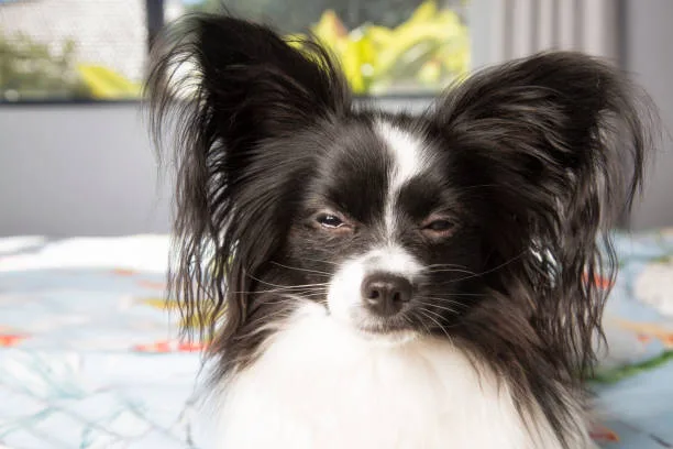  poodle pomeranian chihuahua mix Diet and Nutrition