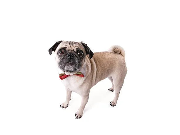 pug chihuahua mix Enjoy Tasty