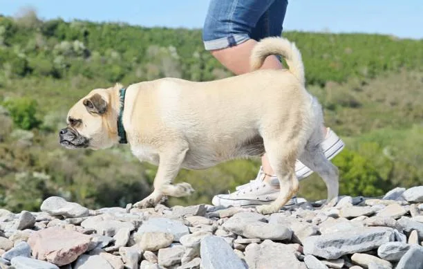  pug chihuahua mix dog Order Complex