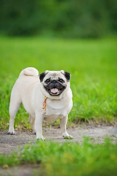 pug chihuahua mix Explore Lively